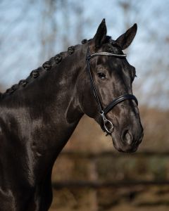 QHP Trensenzaum Showtrense Vesta |LANCADE Reitsport
