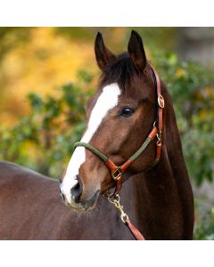KAVALKADE Seil Halfter mit Strick CAVO|LANCADE Reitsport-cognac grün
