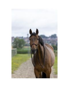 Norton Knotenhalfter mit Zügeln zum Reiten