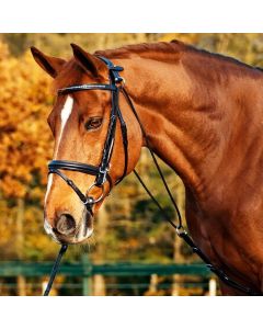 Busse Chambon BASIC |LANCADE Reitsport