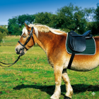 Excelsior Reitsattel Kaltblutsattel aus Leder 18"|LANCADE Reitsport