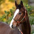 KAVALKADE Seil Halfter mit Strick CAVO|LANCADE Reitsport-cognac grün
