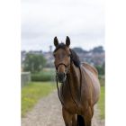 Norton Knotenhalfter mit Zügeln zum Reiten